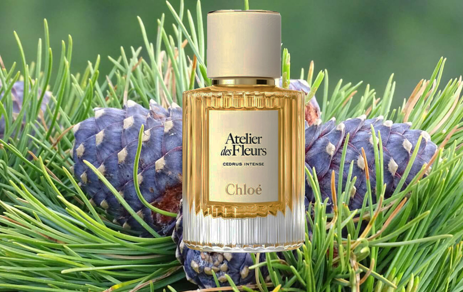 Chloe Cedrus Intense: яркая симфония кедрового леса